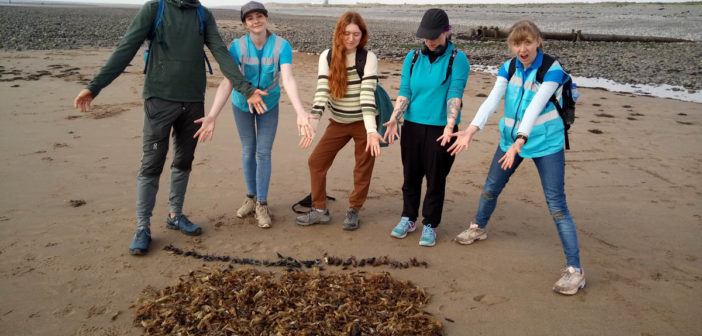 Shark Trust Eggcase Hunt 2022