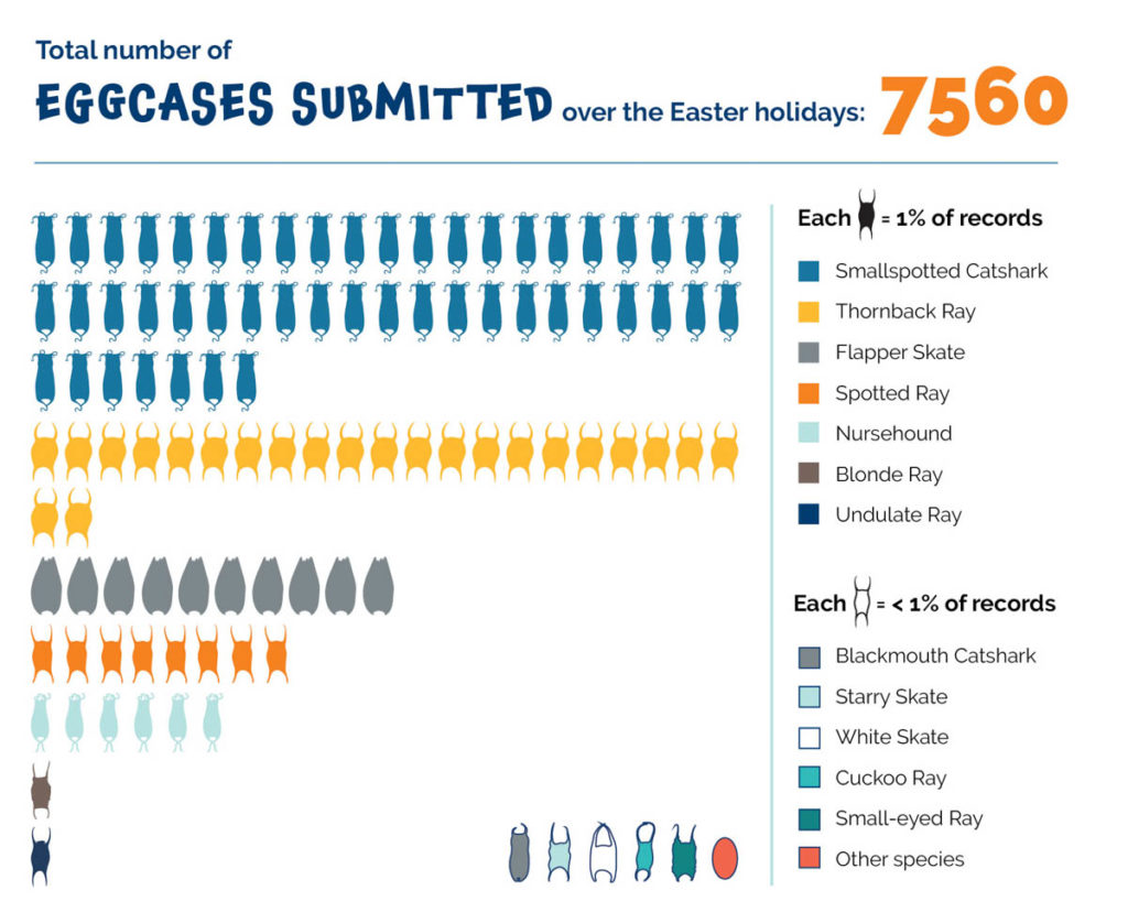 Shark Trust Eggcase Hunt 2022