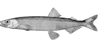 Capelin FIsh