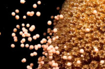 Curacao Coral Spawning