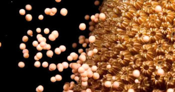 Curacao Coral Spawning