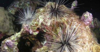 NOAA Sea Urchins