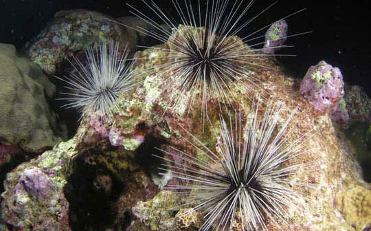 NOAA Sea Urchins