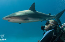Shark Trust Great Shark Snapshot