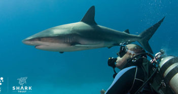 We Need YOU to Dive Into The Great Shark Snapshot Shark Trust Great Shark Snapshot