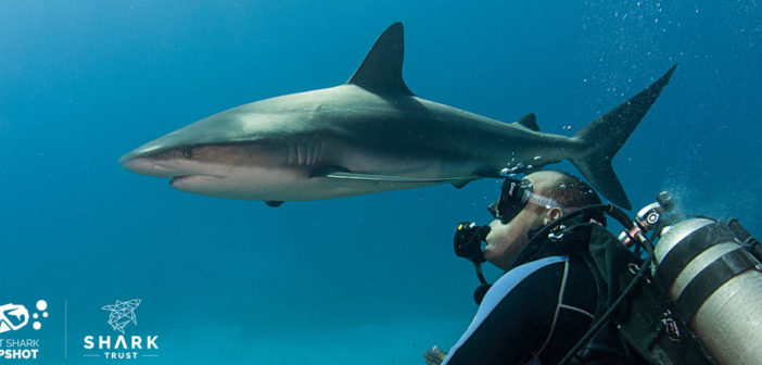 Shark Trust Great Shark Snapshot