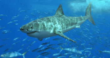 Great White Shark