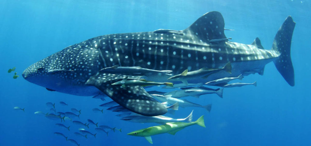 Madagascar Whale Shark Project