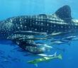 Madagascar Whale Shark Project
