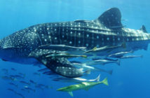 Madagascar Whale Shark Project