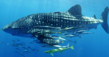 Madagascar Whale Shark Project