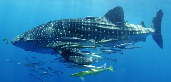 Madagascar Whale Shark Project