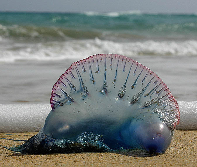 Portuguese Man O War