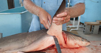 Shark Finning