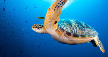 N2Pix Presents: Underwater Videography Workshop at Siladen Resort and Spa Siladen with n2Pix