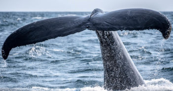 The Sea Shepherd Show On Whales Whales