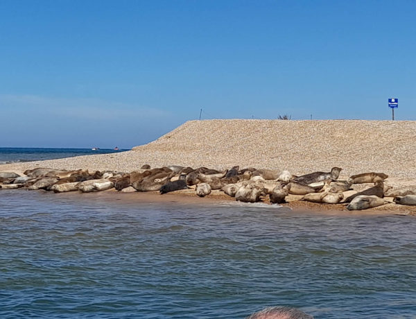 Norfolk and its Seals