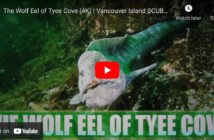 Tyee Cove