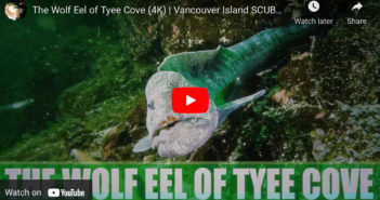 Tyee Cove