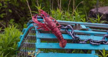 Statement from Kim Elmslie, Oceana Canada’s Campaign Director, Regarding “Red Listing” on Canadian Fisheries That Pose a Dire Risk to North Atlantic Right Whales Lobster