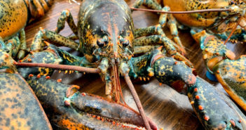About Canadian Lobster: Prince Edward Island Lobster