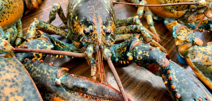 About Canadian Lobster: Prince Edward Island