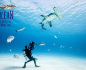 The Ocean Film Festival is Back