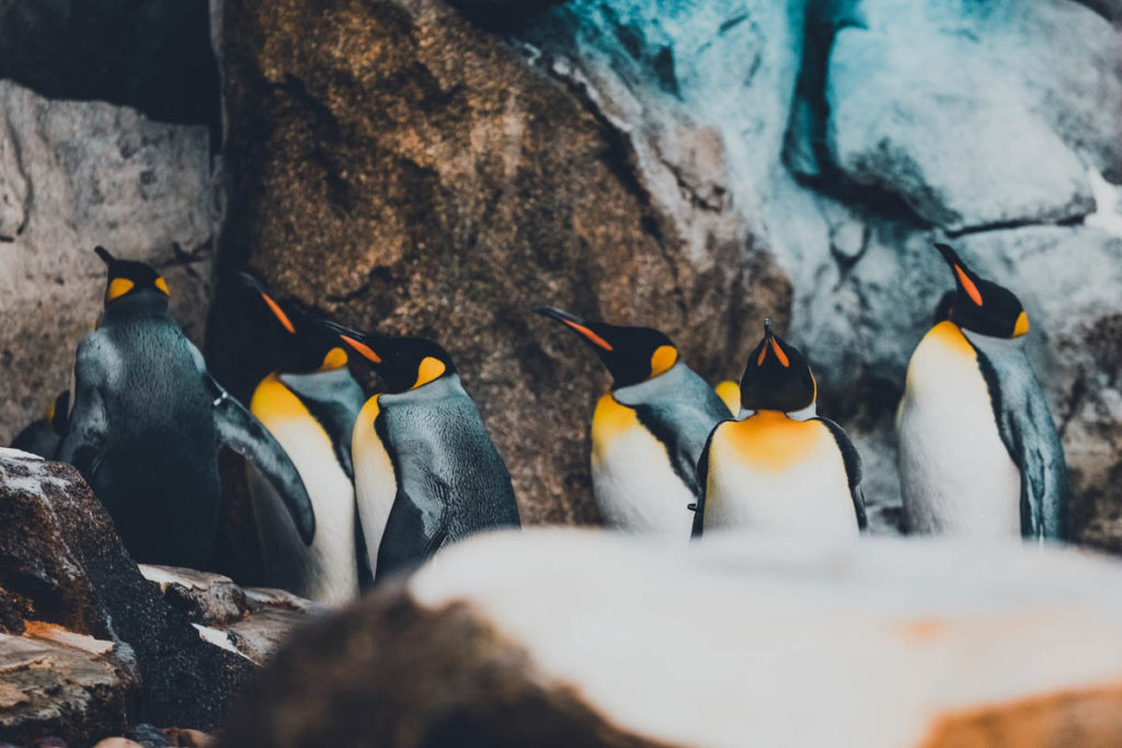 Emperor Penguins