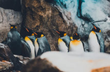 Emperor Penguins