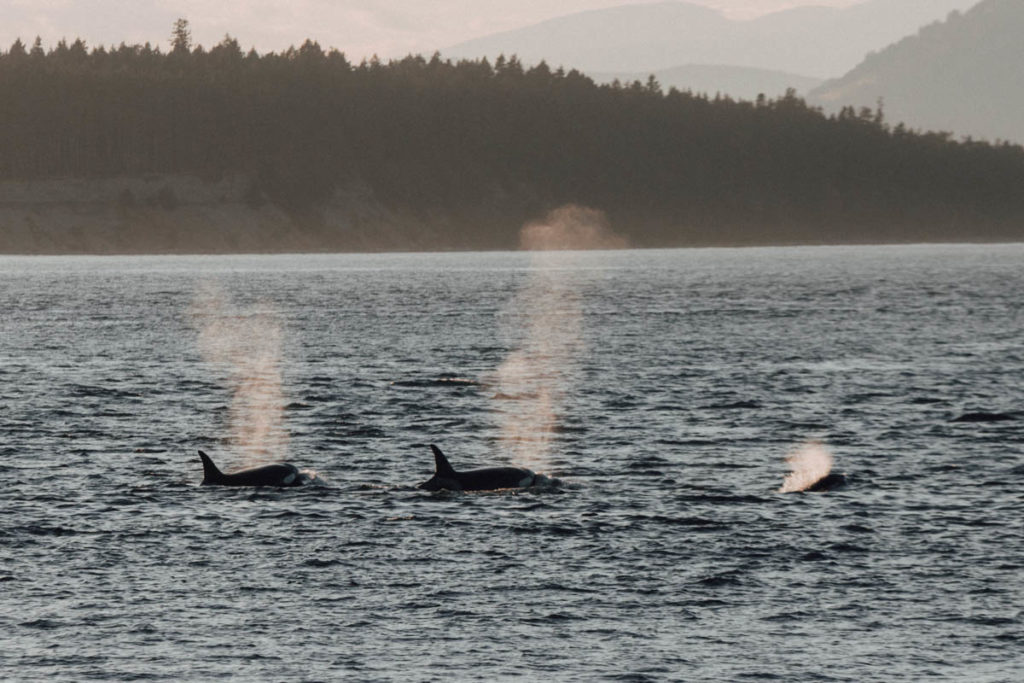 Whales
