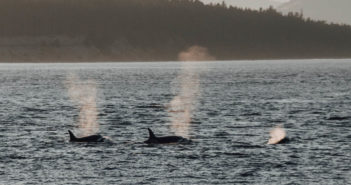 Help Protect Critically Endangered Right Whales Whales