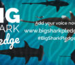 Big Shark Pledge