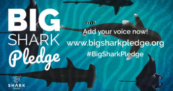The Big Shark Pledge: Shark Trust’s New Campaign Kicks Off with a Call for Support Big Shark Pledge