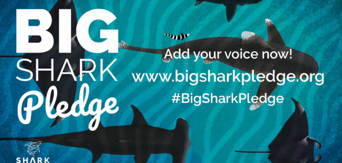 The Big Shark Pledge: Shark Trust’s New Campaign Kicks Off with a Call for Support