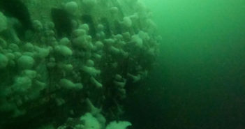 Revisiting the Purposely Sunk Boeing 737 at Chemainus, British Columbia Chemainus