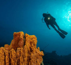Curaçao is one of the Best Dive Destinations in the Caribbean for 2023