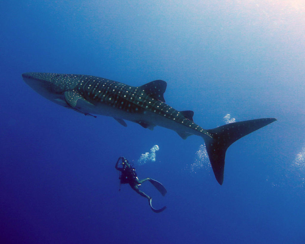 Diverse Travel Maldives