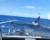 “Hell of a Fright” – Shark Stuns Crew by Jumping Aboard Boat in New Zealand