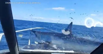 “Hell of a Fright” – Shark Stuns Crew by Jumping Aboard Boat in New Zealand
