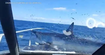 “Hell of a Fright” – Shark Stuns Crew by Jumping Aboard Boat in New Zealand NZ Shark