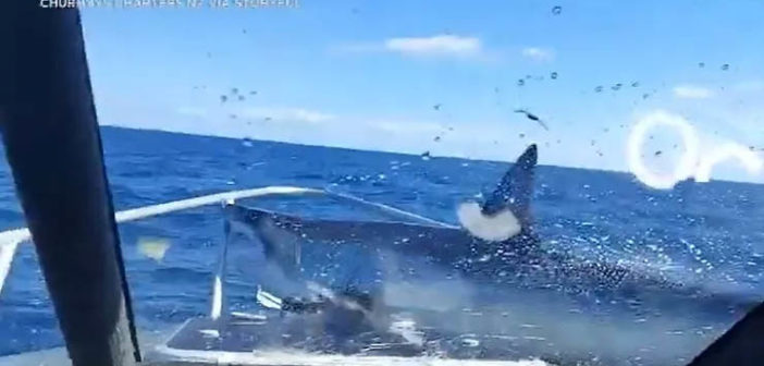 “Hell of a Fright” – Shark Stuns Crew by Jumping Aboard Boat in New Zealand