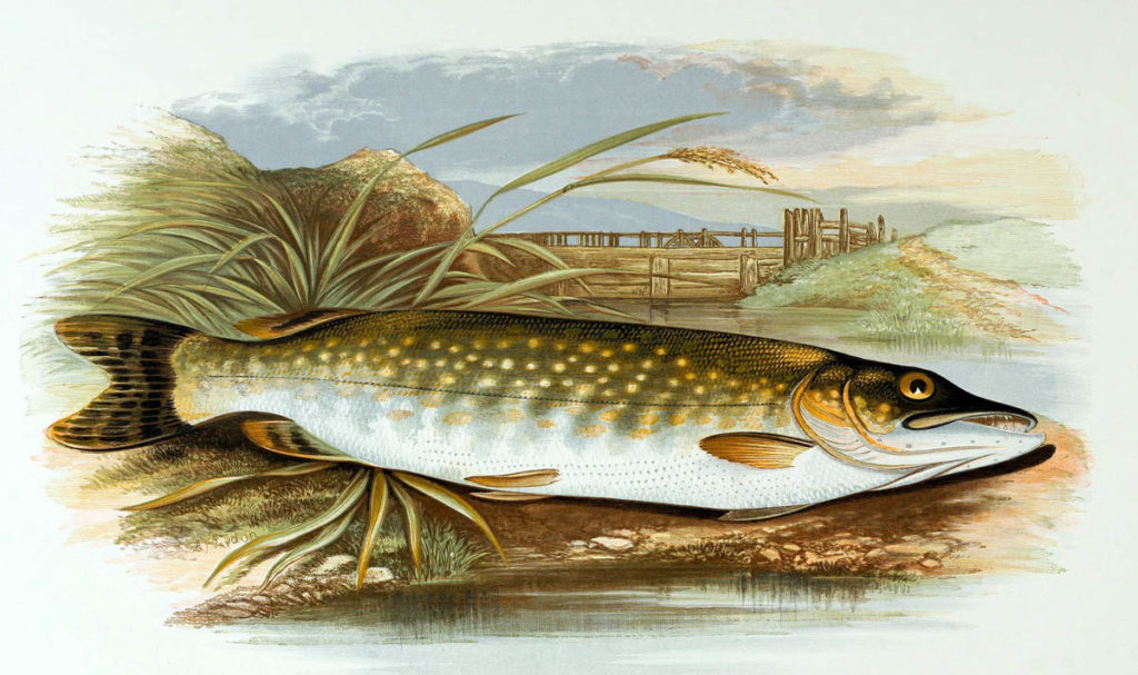 Northern Pike