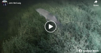 Stalking Northern Pike and Yellow Perch at Twin Lakes, Alberta