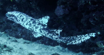 Nurse Shark with Rare Skin Pigmentation Recorded in Honduras