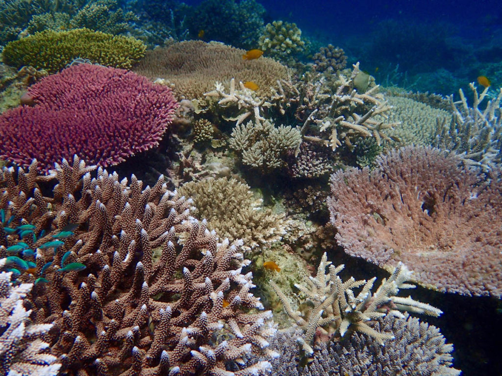 Reef-World