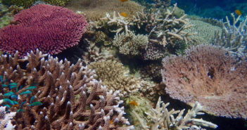 Reef-World Reports Groundbreaking Action to Save Our Coral Reefs in 2022 Reef-World