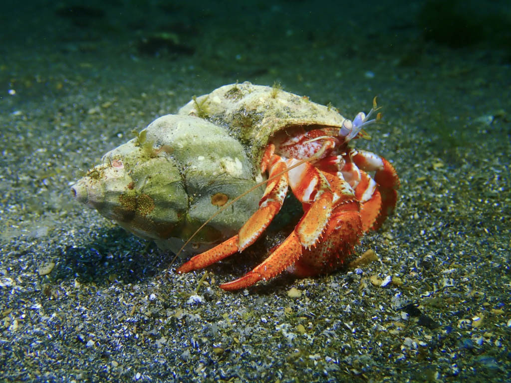 Scuba Diving Ship Cove Newfoundland