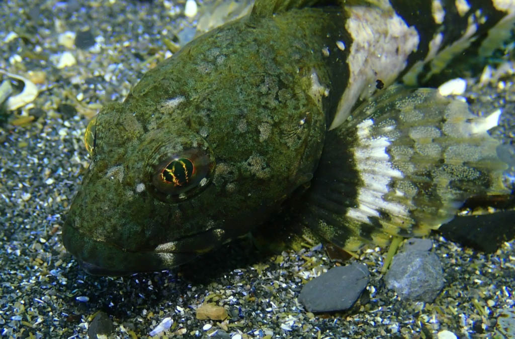 Scuba Diving Ship Cove Newfoundland