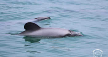 Sea Shepherd Māui Dolphins