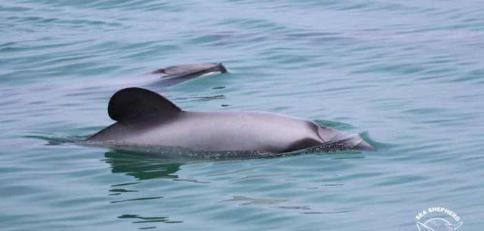 Sea Shepherd Māui Dolphins